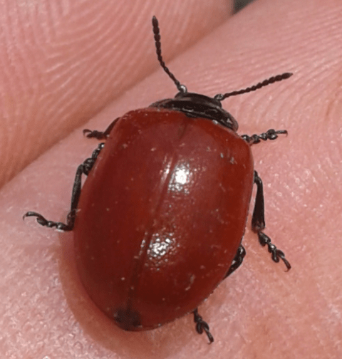 Chrysomelidae: Chrysomela populi